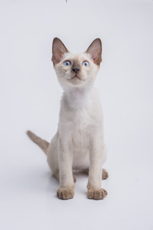 Siamese kitten with blue eyes sitting on a white background.の写真素材