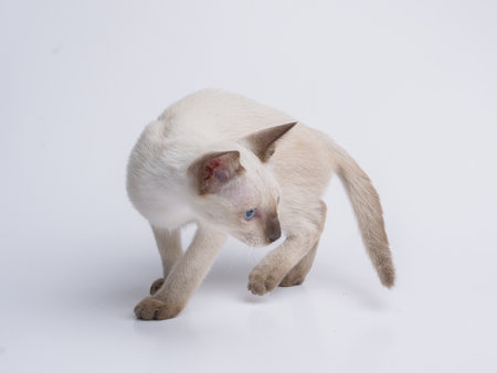 black face Siamese kitten on a white background. Studio shot. Isolated.の写真素材