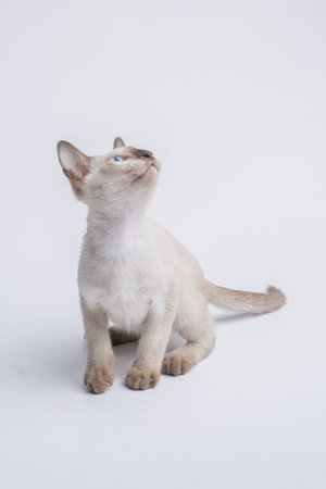 Siamese kitten on white background. Studio shot. Isolated.の写真素材