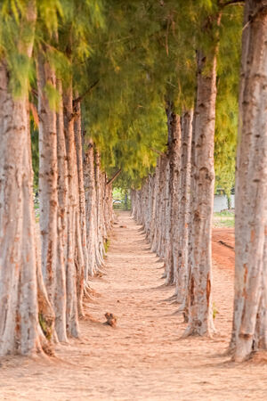 Pine Tree Forrestの写真素材