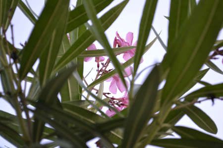 Pink flowers