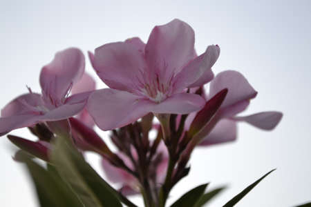 Pink flowersの写真素材