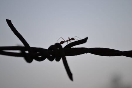 The life of an ant