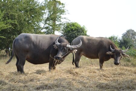 Buffalo graze の写真素材