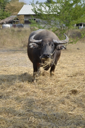 Buffalo graze 
