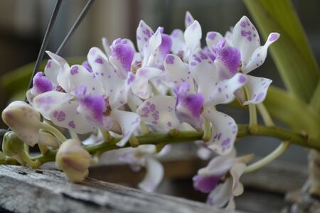 Rhynchostylis giganteaの写真素材