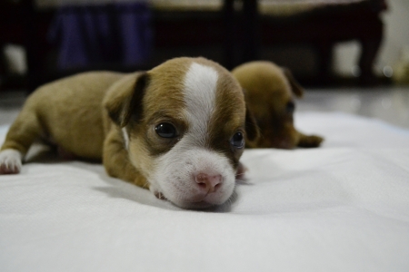 Chihuahua puppy breed の写真素材