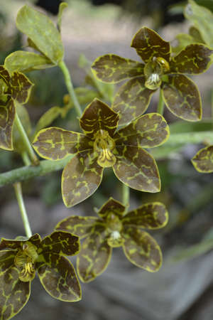 Yellow orchid の写真素材