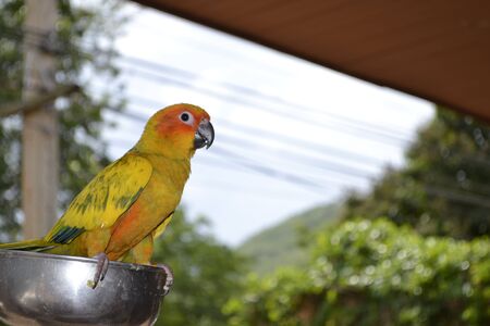 Yellow parrot 