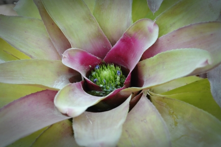 Bromeliadの写真素材