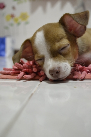 Chihuahua puppies lying on the carpet の写真素材
