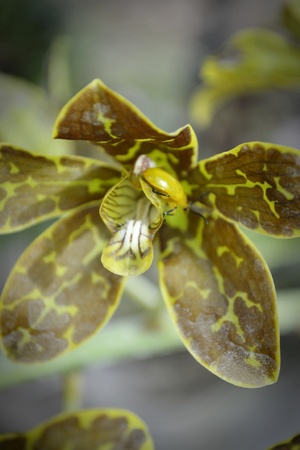 Yellow orchid.の写真素材