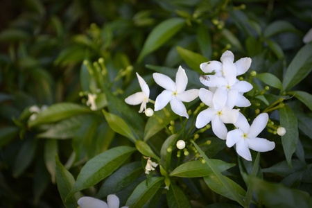 The white flowers の写真素材