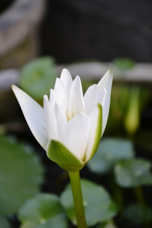 White lilies, yellowの写真素材