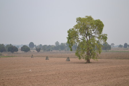 Farms - cassavaの写真素材