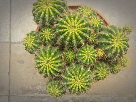 Cactusの写真素材
