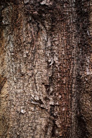 Bark texture on the treeの写真素材