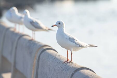seagullの写真素材