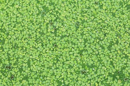 Duckweed on the water.の写真素材