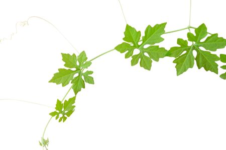 Ivy isolated on white background.の写真素材