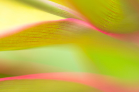 Blurry green leaf for background.の写真素材