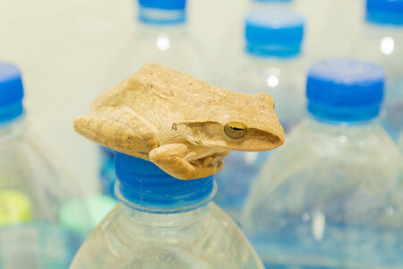 Little frog in the house.