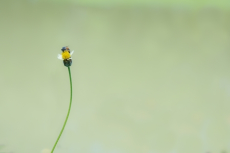 a bee is finding carpel of small flower の写真素材