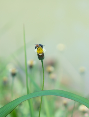 a bee is finding carpel of small flower の写真素材