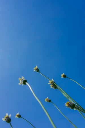little flowers are looking the clear blue sky の写真素材