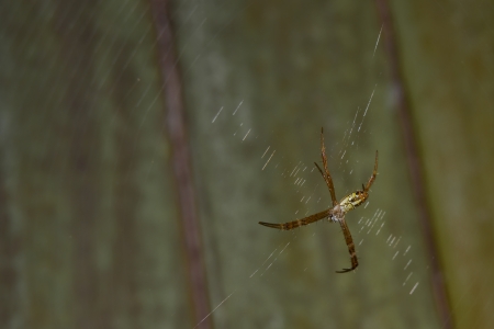a spider is waiting for some food の写真素材