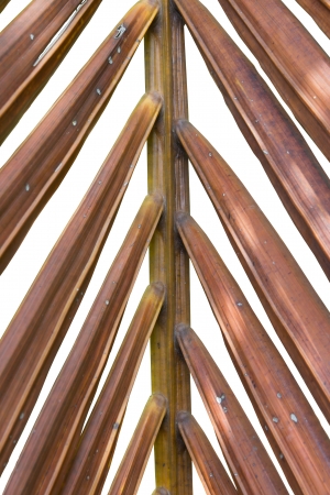 an old dry leaf in a forest in the morning の写真素材