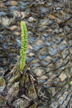 a small new leaf of sago plamの写真素材