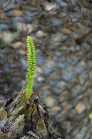 a small new leaf of sago plamの写真素材