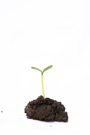 young plant with white background の写真素材