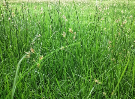 Green grass field in the middle of a city の素材