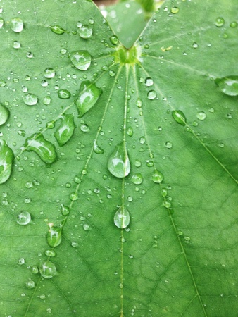 Water drop on a leaf after rainの素材