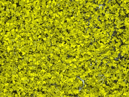 Yellow grass fieldの素材