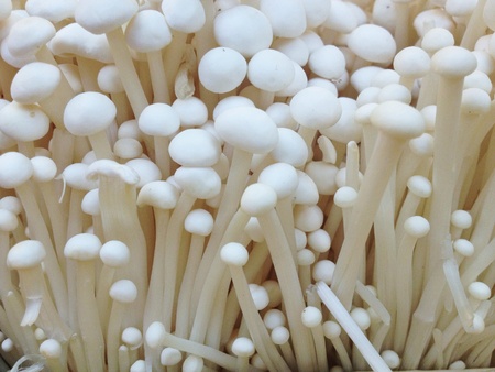 Small mushroomの素材