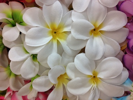 White orchids among flowerの素材