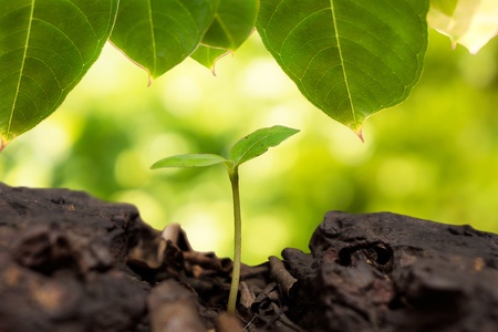 young plantの写真素材