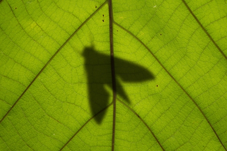 insect shadow and leafの写真素材