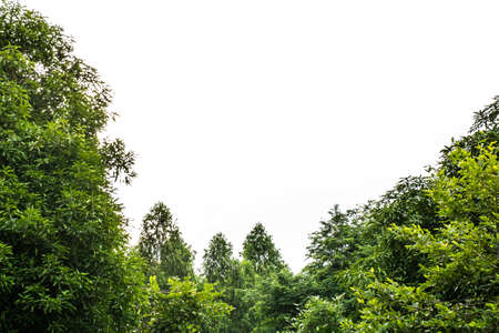isolate treetop as a frame