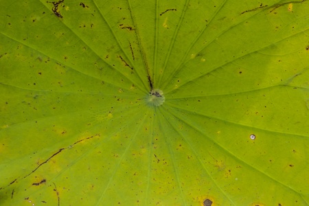 texture of the center of a lotus leaf