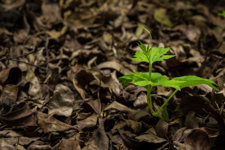 seed in the forest with dry leafの写真素材