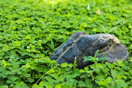 a rock on the grass fieldの写真素材