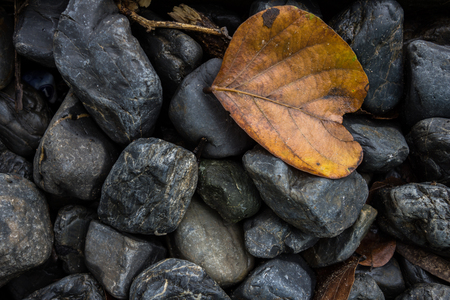 a leaf on wet stonesの写真素材