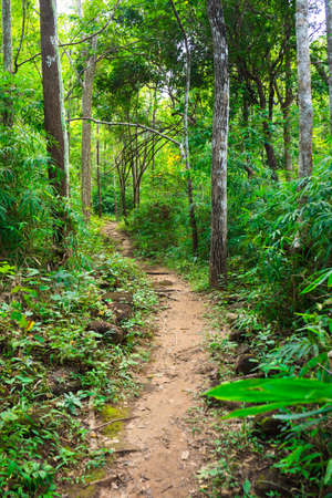 a way in warm forestの写真素材