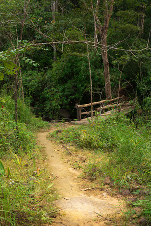a small way in a forestの写真素材