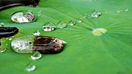 water drop on the lotus leafの写真素材