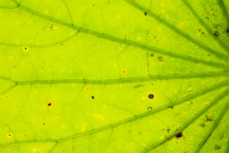 lotus leaf texture as backgroundの写真素材